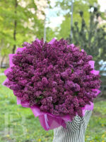 Лавандовые сны